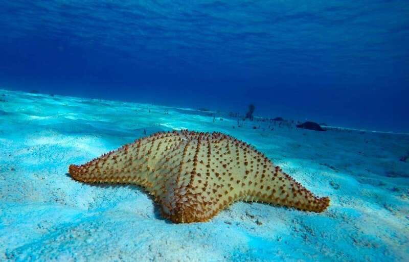 From Cozumel: 3 Reefs Boat Tour with Drinks and Snorkeling - The details that matter before you book