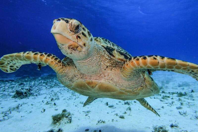 From Cozumel: 3 Reefs Boat Tour with Drinks and Snorkeling - Three reef stops make this more than a beach outing