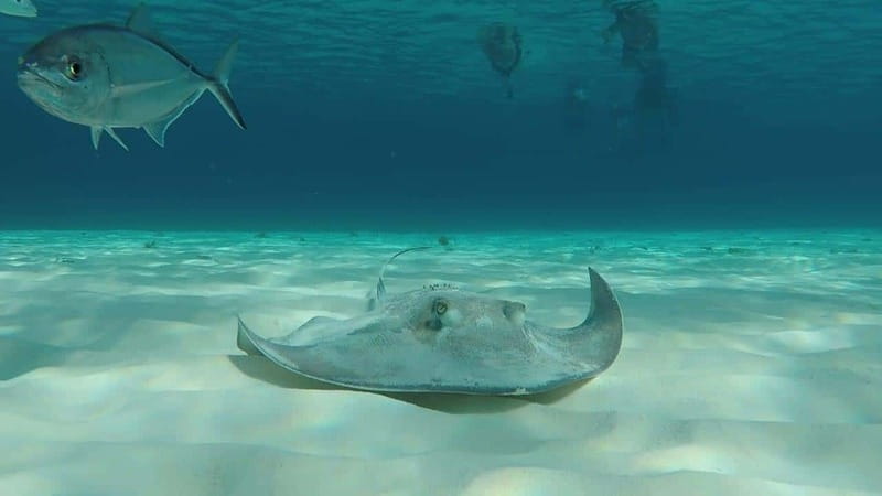 From Cozumel: 3 Reefs Boat Tour with Drinks and Snorkeling - Palancar, reef life, and the chance of a turtle