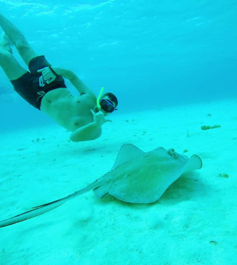 From Cozumel: Starfish, Stingrays and the Turtle Sanctuary - At a glance