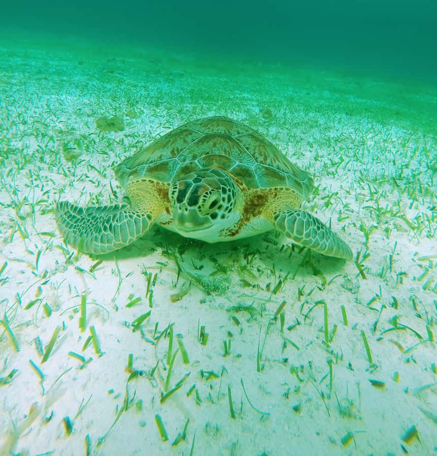 From Cozumel: Starfish, Stingrays and the Turtle Sanctuary - Should you book it?