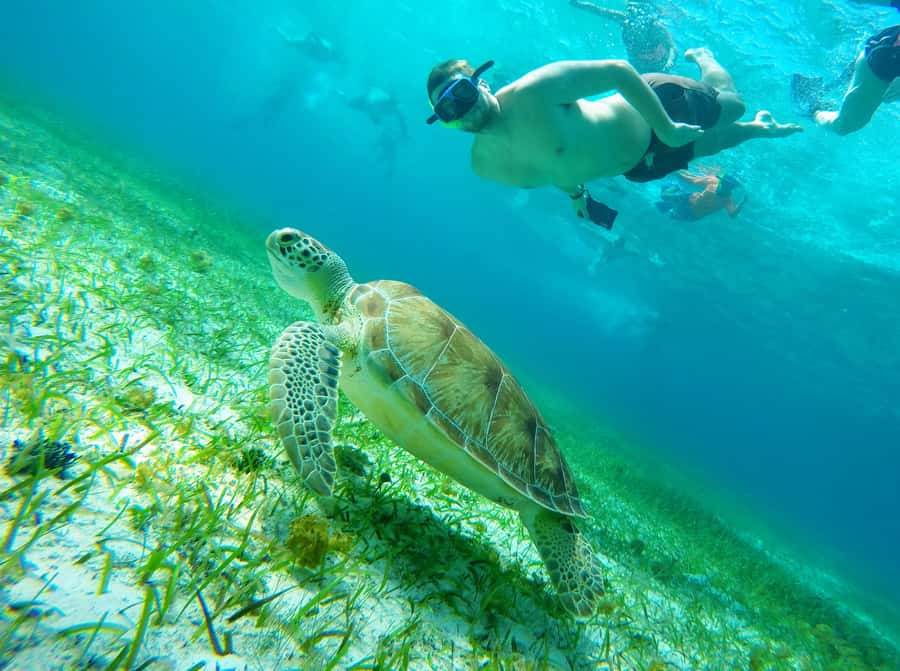 From Cozumel: Starfish, Stingrays and the Turtle Sanctuary - Playa Palancar: a first look beneath the surface