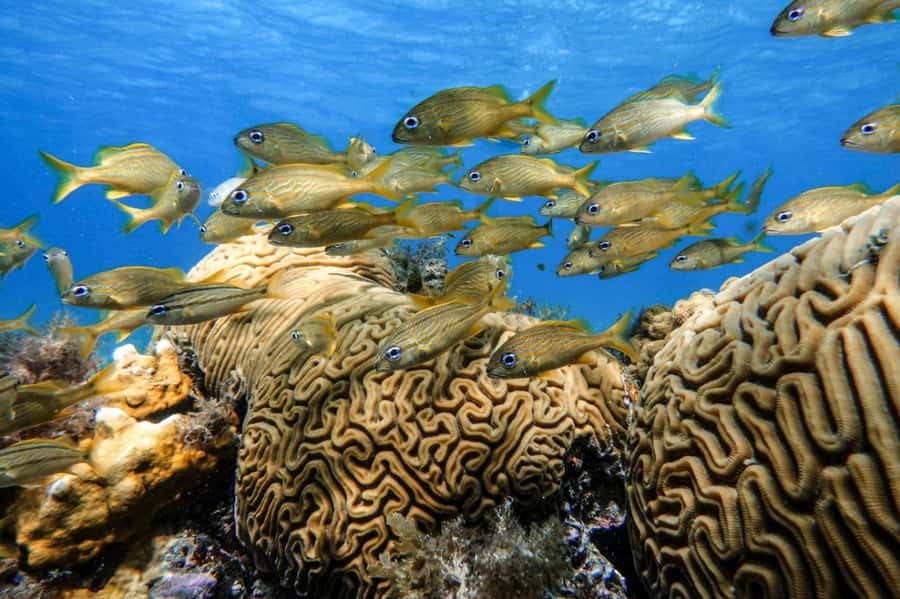From Cozumel: Starfish, Stingrays and the Turtle Sanctuary - El Cielo and the pale sand below