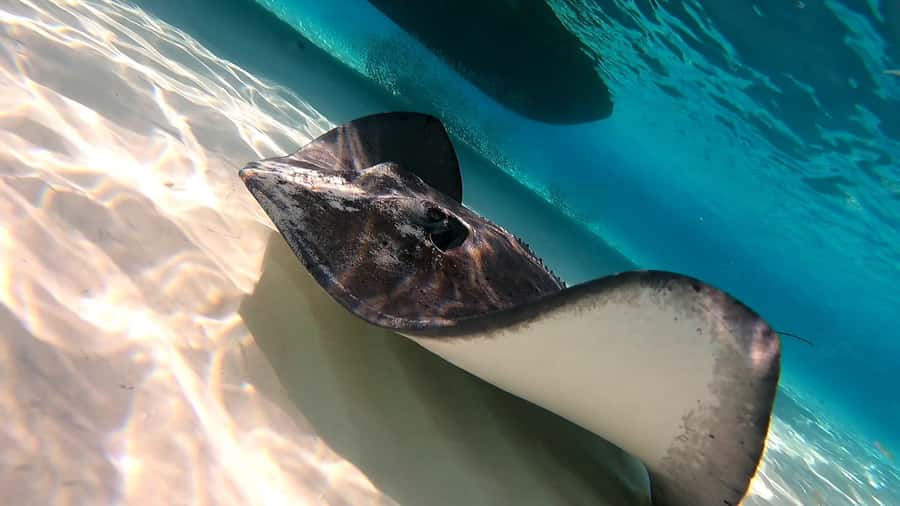 From Cozumel: Starfish, Stingrays and the Turtle Sanctuary - Sun protection, comfort and safety