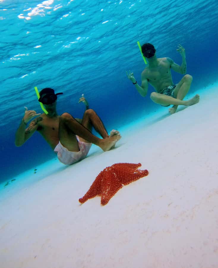 From Cozumel: Starfish, Stingrays and the Turtle Sanctuary - Who should book this half-day outing