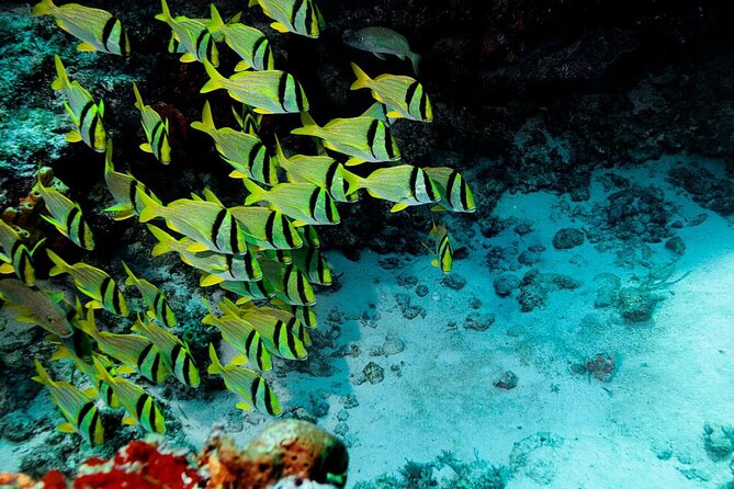 Mini-SUB Dive Tour from Cozumel - A mini-SUB for a quick look beneath Cozumel