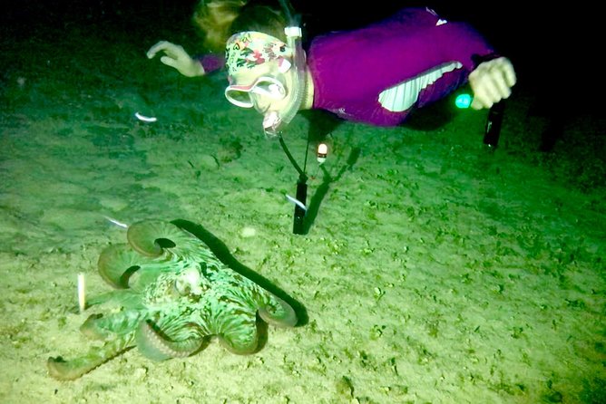 Night Snorkeling - Observation of octopus and other species - Gear, lights, and the included videos
