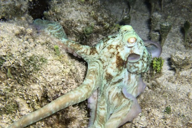 Night Snorkeling - Observation of octopus and other species - The $77.67 price: what you are paying for