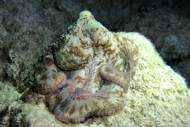 Night Snorkeling - Observation of octopus and other species - Should you book it?