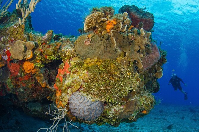 PADI Discover Scuba Diving Tour in Cozumel - What the $207 Price Covers