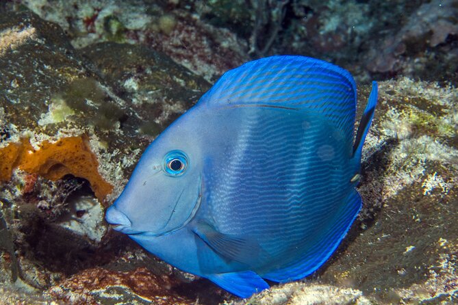 PADI Discover Scuba Diving Tour in Cozumel - Making the Booking Work