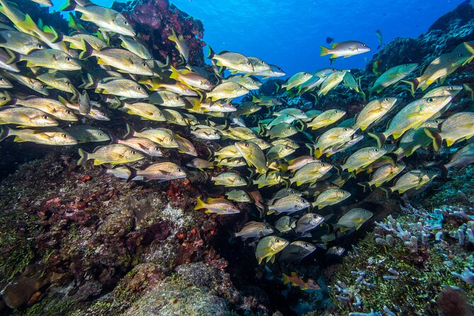 PADI Discover Scuba Diving Tour in Cozumel - The 8:00 am Meeting at Occidental Cozumel