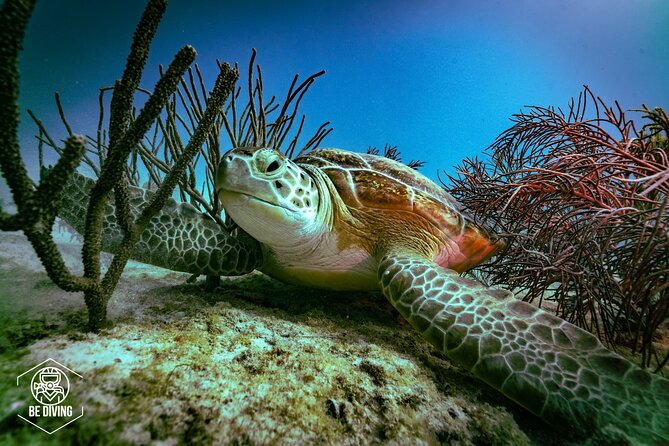 Scuba Diving in Cozumel Island - What makes this Cozumel trip worth considering