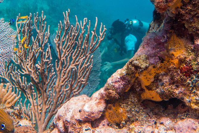 Scuba Diving in Cozumel Island - A nine-hour outing built around Cozumel’s reef