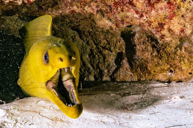 Scuba Diving in Cozumel Island - What the wildlife can add to the day