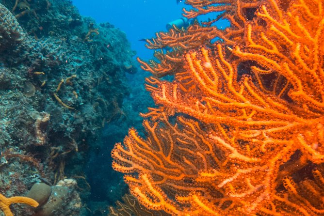 Scuba Diving in Cozumel Island - The boat ride is part of the day