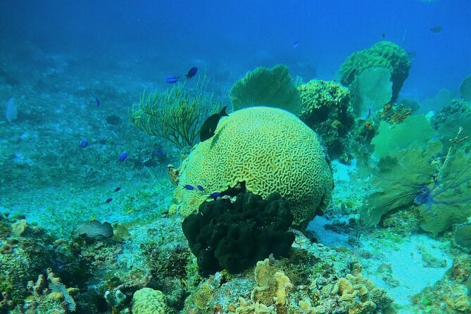 Snorkel along the coast, explore two reefs by Chivis del Mar - A good fit for families and first-timers