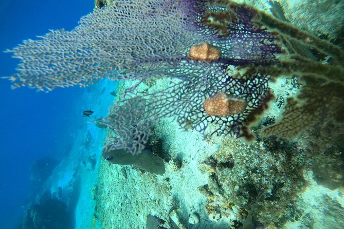 Snorkel along the coast, explore two reefs by Chivis del Mar - Getting to Marina Caleta without a scramble