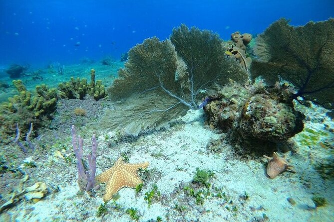 Snorkel along the coast, explore two reefs by Chivis del Mar - Paradise Reef: the first underwater stop