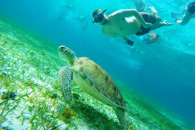 Starfish, Stingrays and the Turtle Sanctuary Snorkel Tour - Reef time, sandbars and stingrays