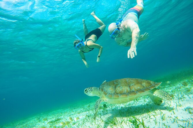 Starfish, Stingrays and the Turtle Sanctuary Snorkel Tour - Turtle Bay and the name’s important caveat