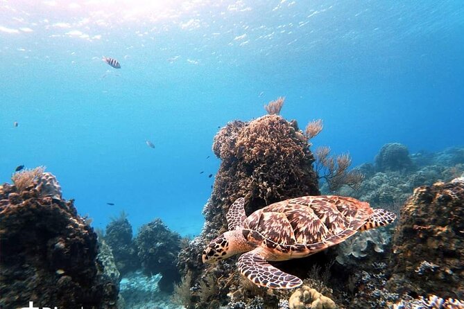 Starfish, Stingrays and the Turtle Sanctuary Snorkel Tour - The crew, the snack and the pace