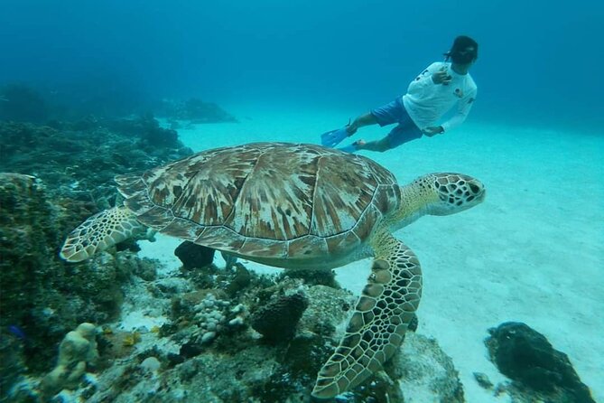 Starfish, Stingrays and the Turtle Sanctuary Snorkel Tour - What $59 buys, and what it does not
