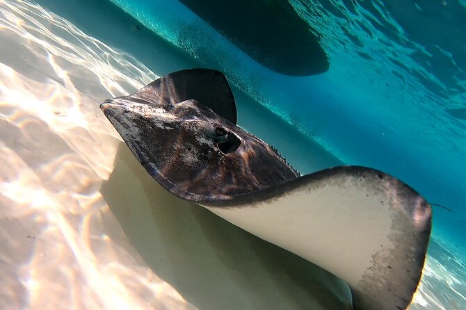 Starfish, Stingrays and the Turtle Sanctuary Snorkel Tour - Getting to Marina Cozumel ASIPONA