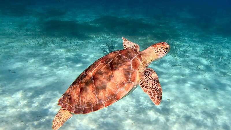 The Cozumel Turtle Sanctuary Snorkel Tour - FAQ
