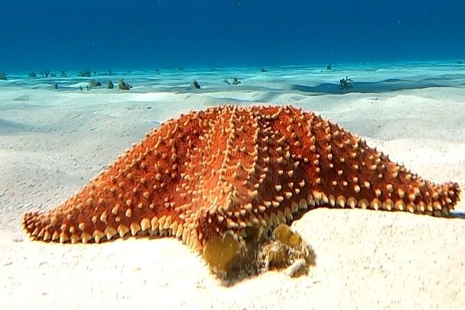 The Cozumel Turtle Sanctuary Snorkel Tour - The ride back, and the sunset promise